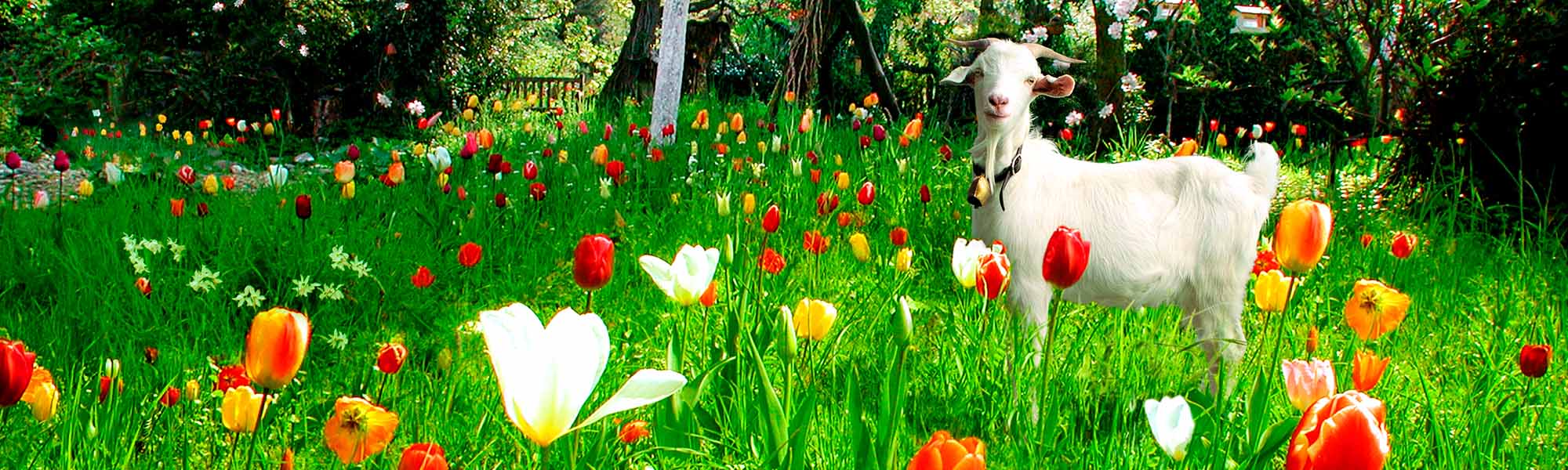 Vergiss deine Grenzen, wandere aus. Rosa Ausländer